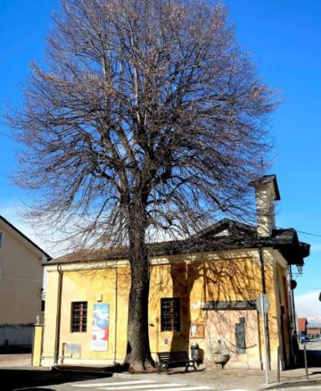 Il tiglio storico è malato