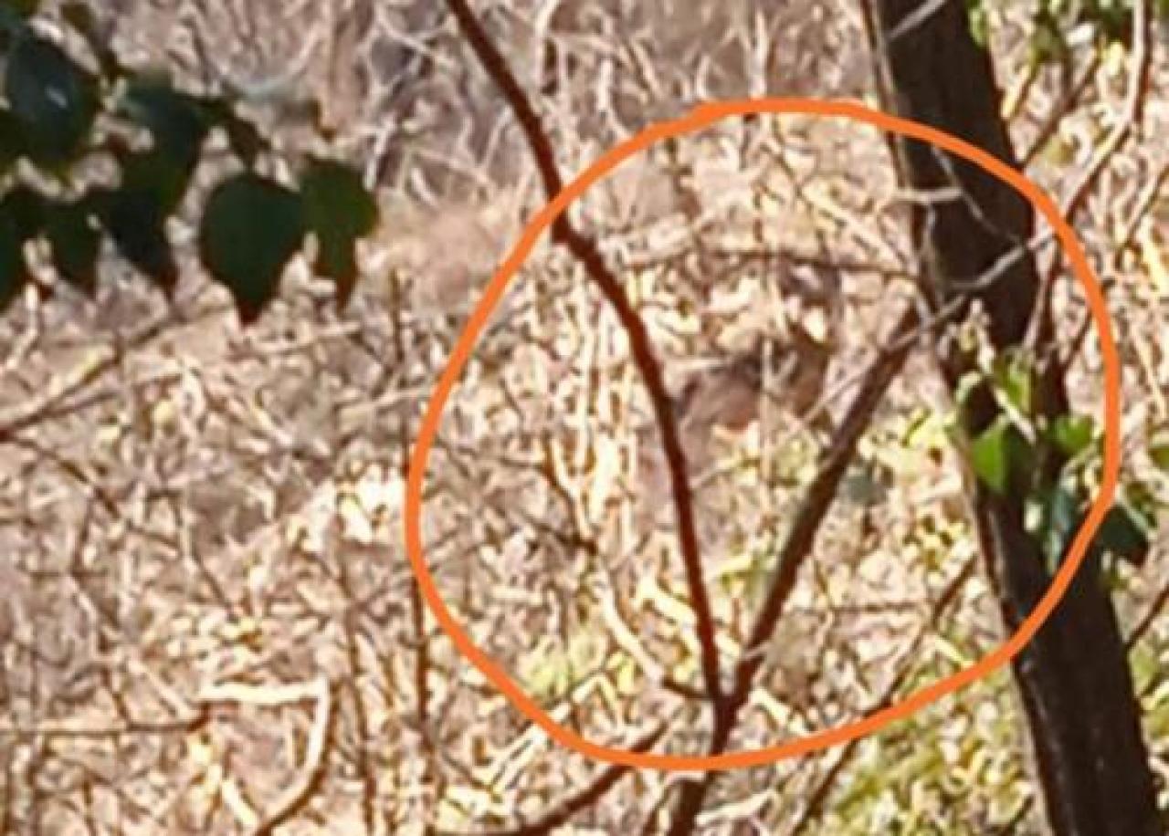 Lupi sulla Rocca, è allarme