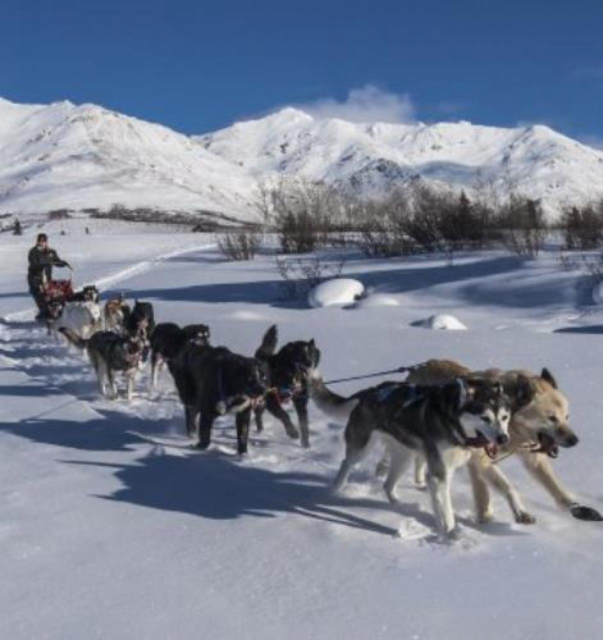 Si fa la pista per le slitte trainate dai cani sulla neve
