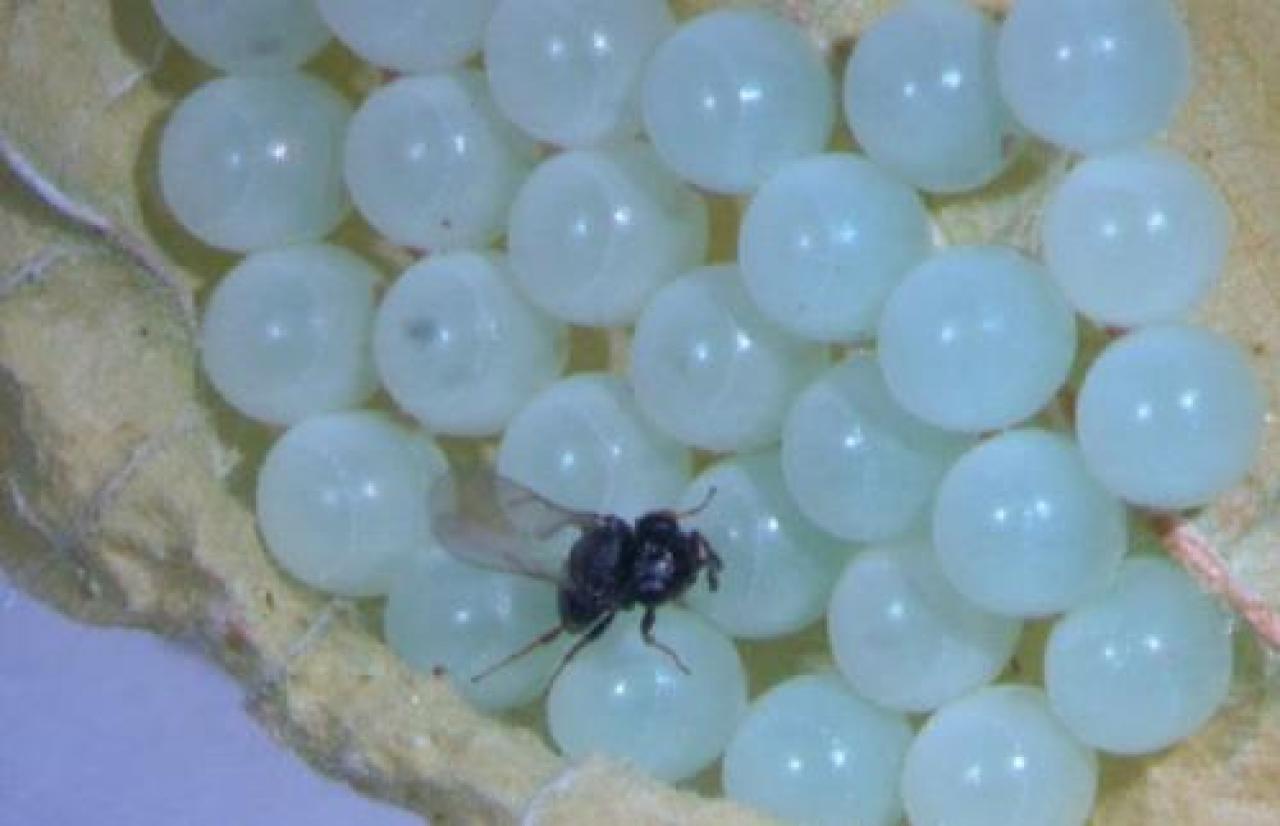 Sperimentazione Positivo il bilancio del 2020 nel Nord Italia. Dal Trentino il primo dossier e una monografia Lotta alla cimice, buoni risultati dal lancio delle vespe samurai