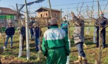 Xxx Il nuovo kiwi Green Angel verso il primo raccolto Da Saluzzo a Verona, lezioni di potatura in campo