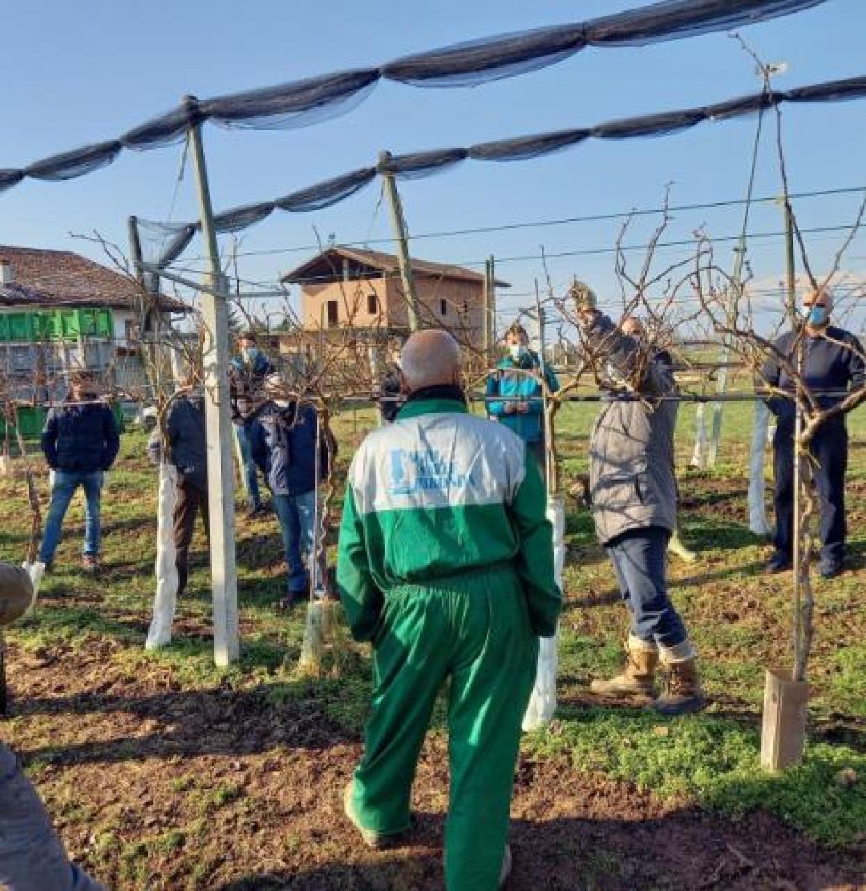 Xxx Il nuovo kiwi Green Angel verso il primo raccolto Da Saluzzo a Verona, lezioni di potatura in campo