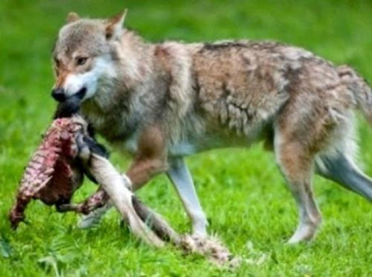 Danni dei lupi, aumentati i risarcimenti