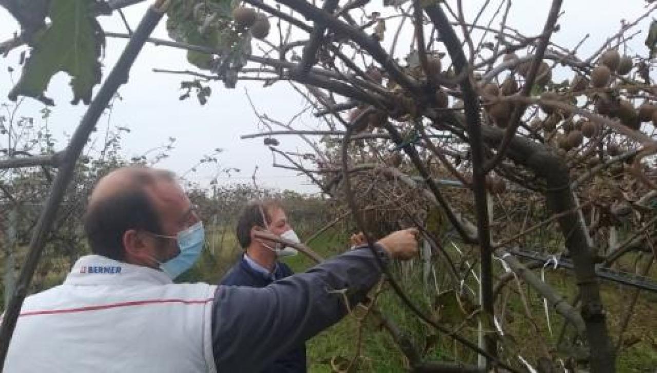 Fondi dal ministero per la “moria del kiwi”