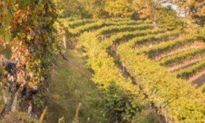 Grandi vini dei nostri territori Nebbiolo e Chatus, alla scoperta di due eccellenti “fratelli” diversi