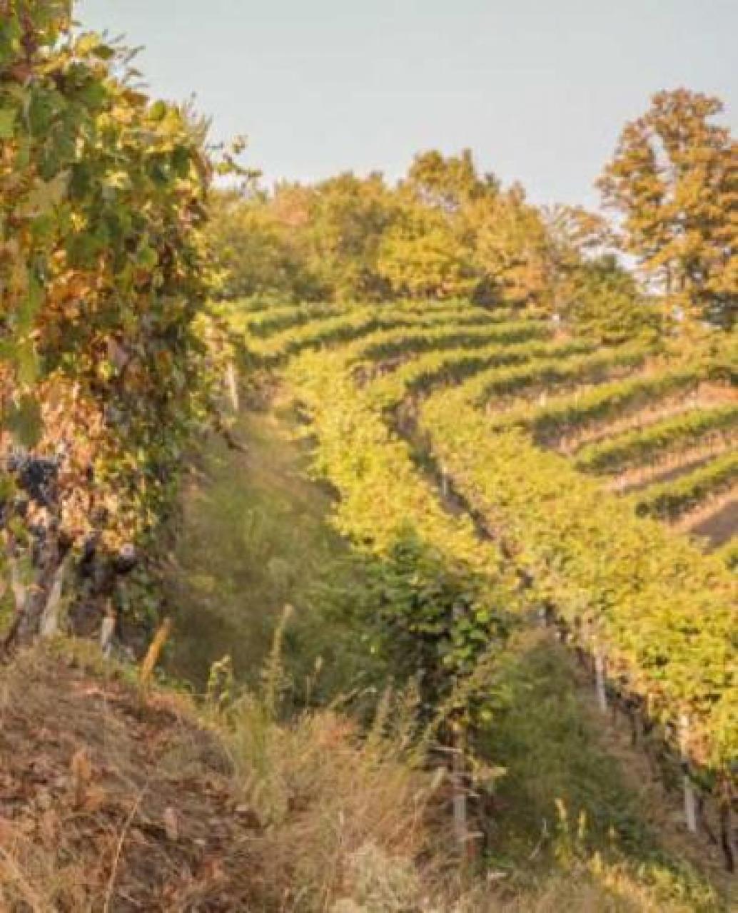 Grandi vini dei nostri territori Nebbiolo e Chatus, alla scoperta di due eccellenti “fratelli” diversi