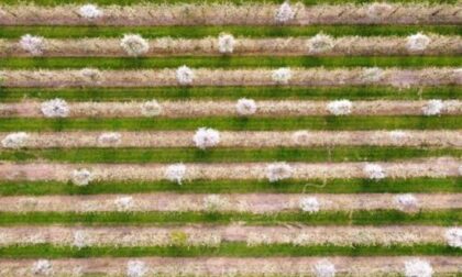 I frutteti in fiore inondano di colori la campagna alle porte di saluzzo