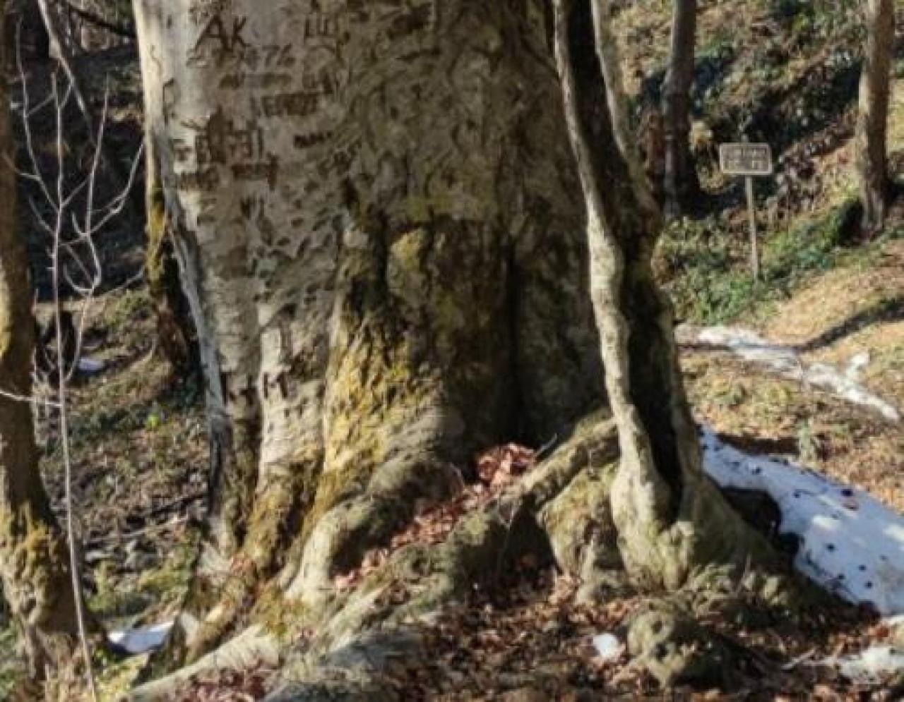 Il faggio di S. Bernardo “albero monumentale”