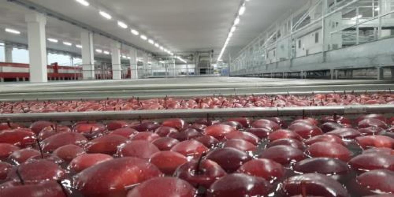 Le mele del Saluzzese ripartono per l’India