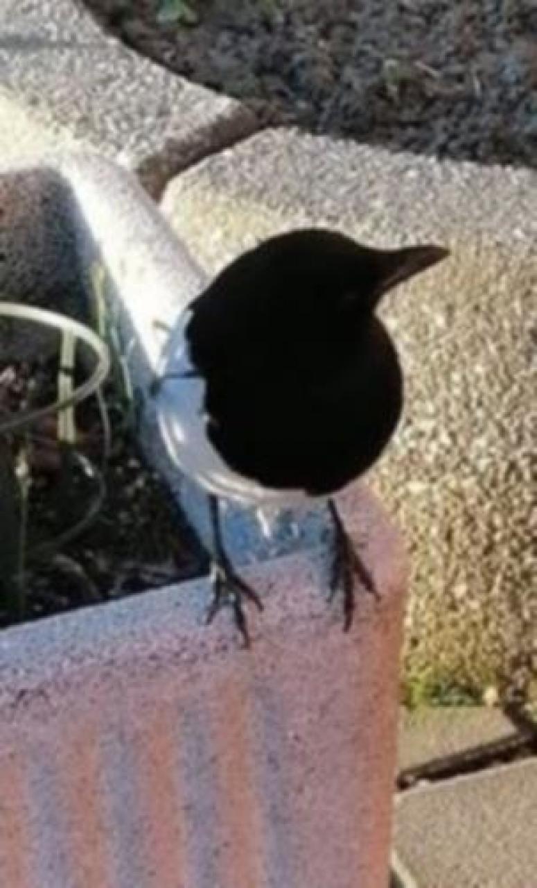 Nuova mascotte Birba, la gazza ladra amica dei cavouresi