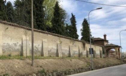 Alberi dei Cappuccini giallo sull’abbattimento