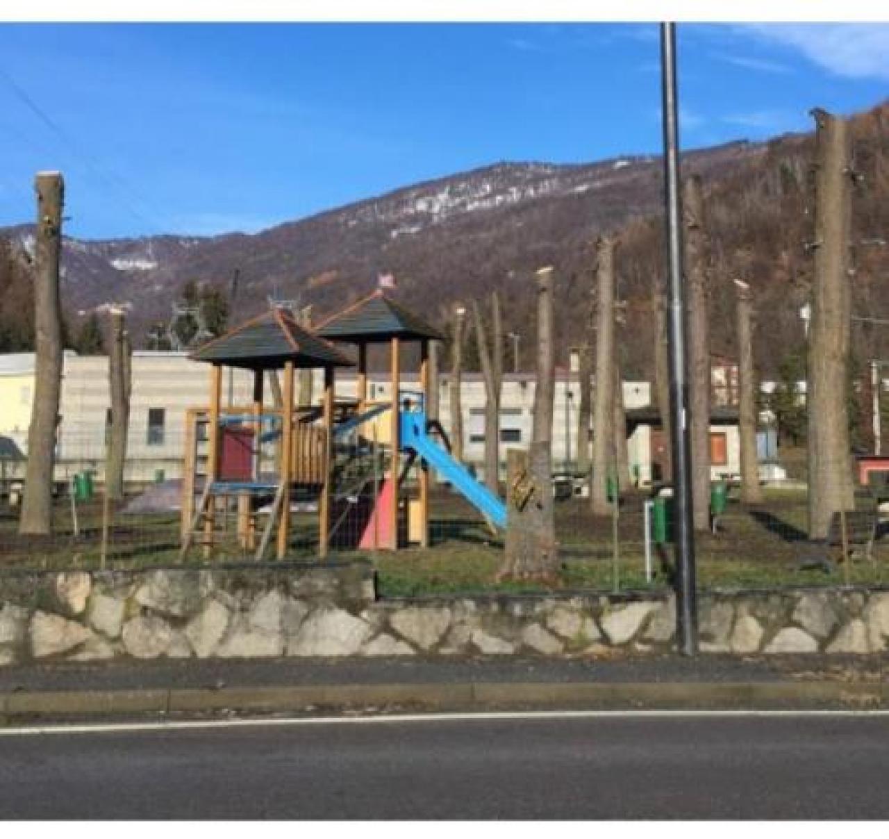 Brossasco, esposti e denunce per il Tiglieto “capitozzato”