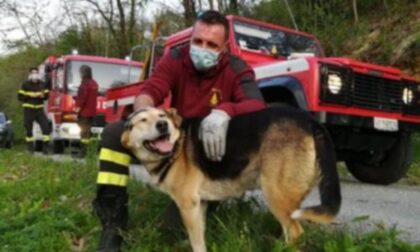 Cane sull’albero portato in salvo