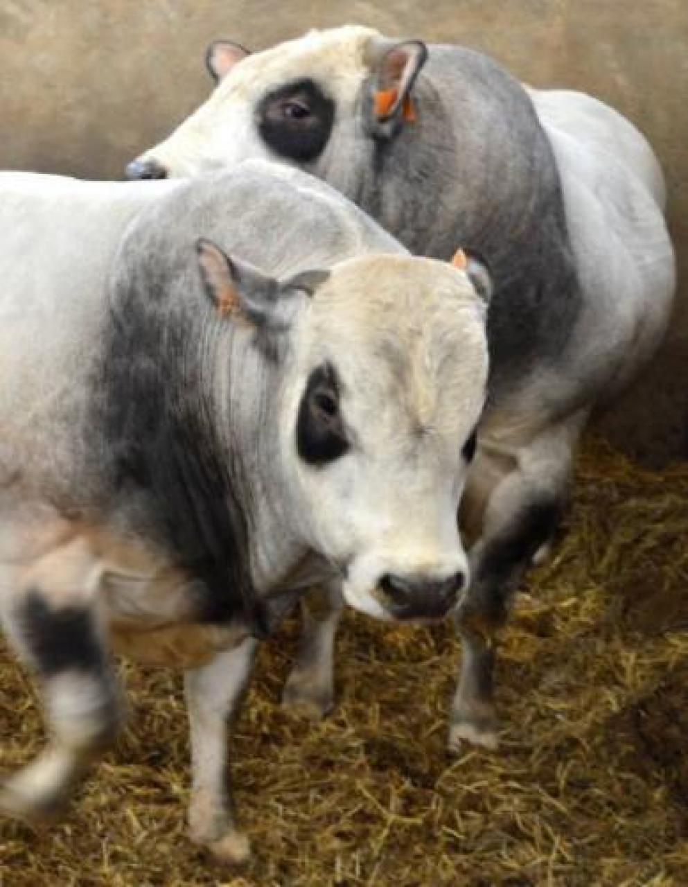 Cavour, diventa digitale la “vetrina” della carne