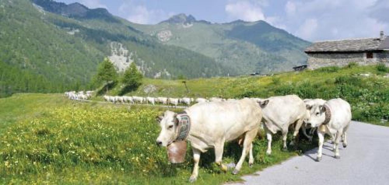 Confagricoltura contro i preconcetti Ue: le nostre carni sono più che “sostenibili” Xxxxxx Xxxxxx