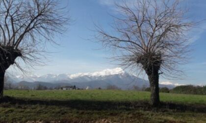 Il ritorno dei gelsi nel Saluzzese Tre ettari di frutteto sulla collina Zzzzz zzzzzz