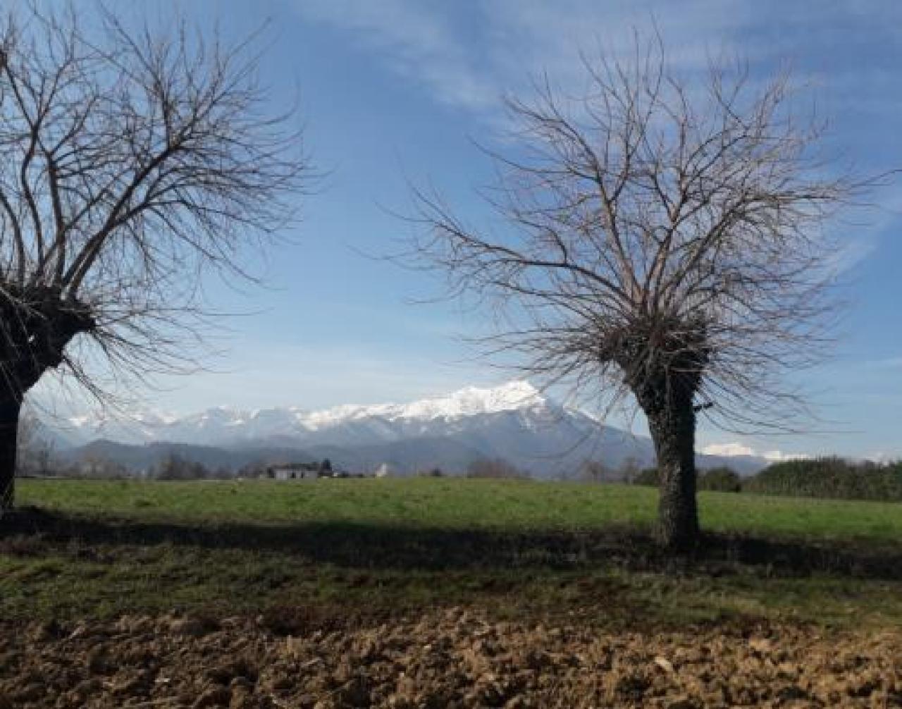 Il ritorno dei gelsi nel Saluzzese Tre ettari di frutteto sulla collina Zzzzz zzzzzz