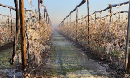 Il tavolo della frutta ha incontrato l’assessore regionale Le richieste dei frutticoltori dopo la gelata dell’8 aprile hrgerhg khkjh