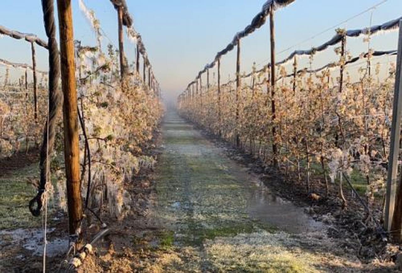 Il tavolo della frutta ha incontrato l’assessore regionale Le richieste dei frutticoltori dopo la gelata dell’8 aprile hrgerhg khkjh