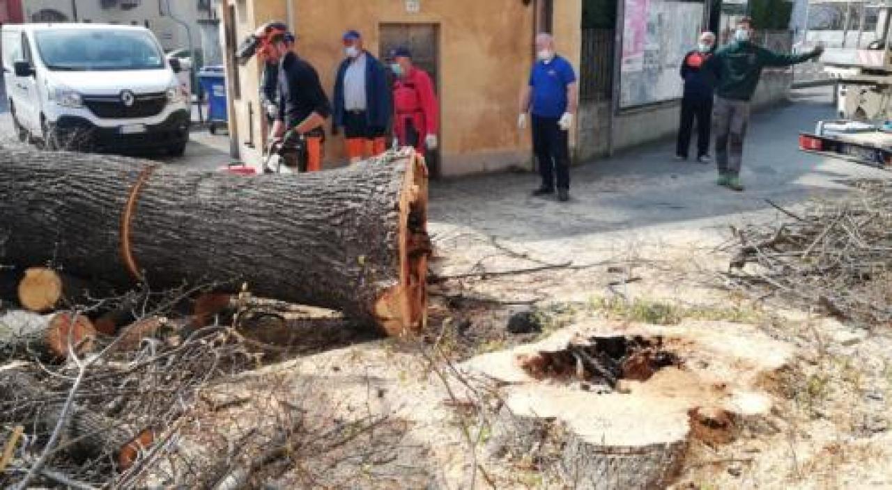 Il tiglio di via Saluzzo rimarrà un simbolo