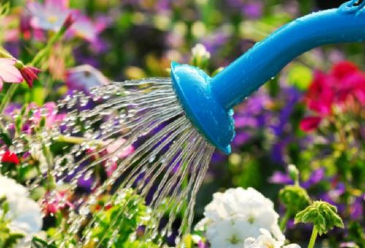 Per chi ha il pollice verde sette regole da ricordare Giardinaggio e dintorni: un utile vademecum