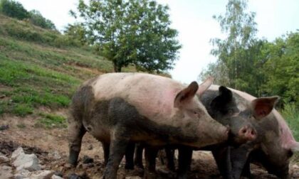 Porci comodi, all’aperto come da antica tradizione Xxxxxx