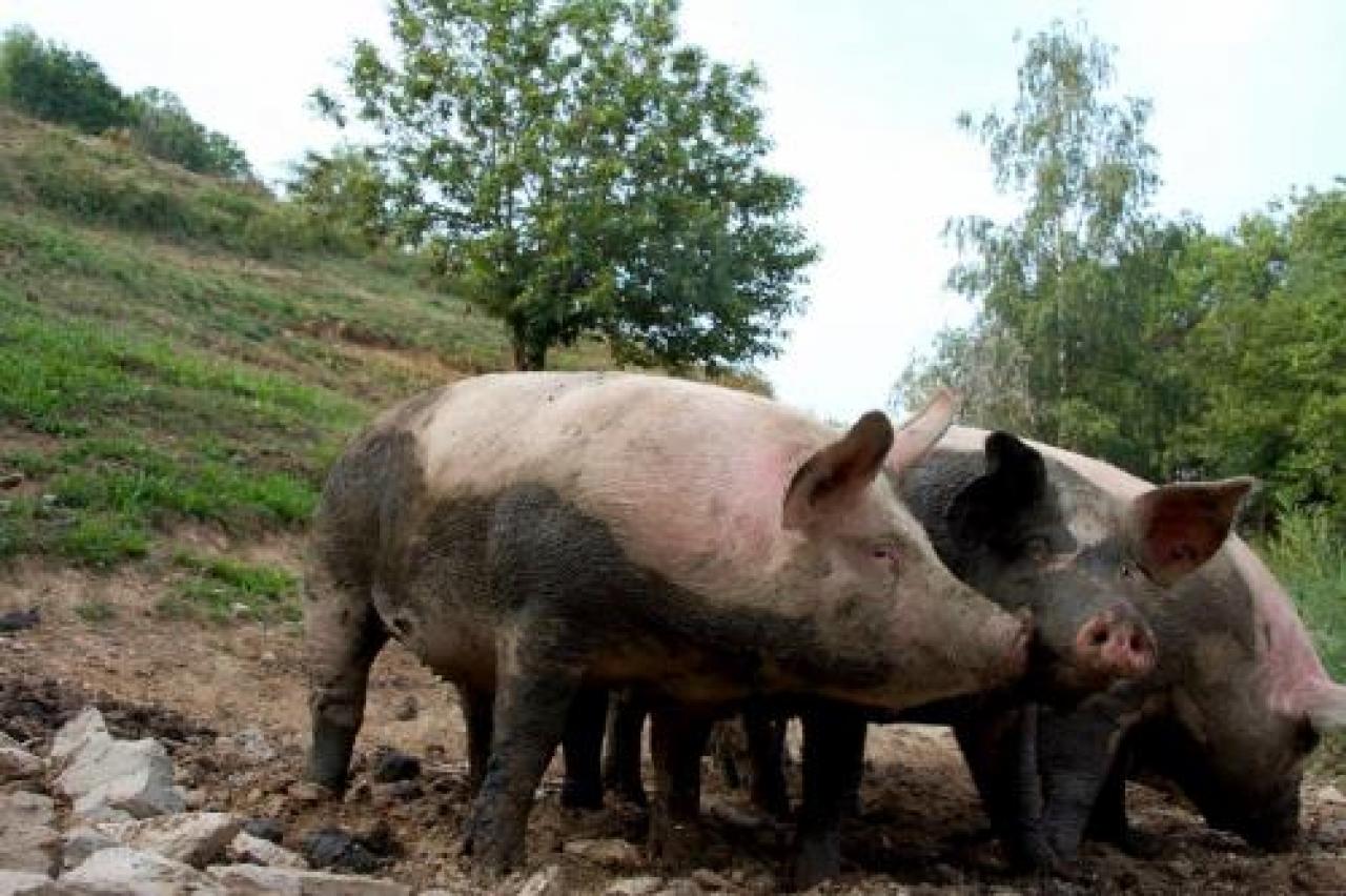Porci comodi, all’aperto come da antica tradizione Xxxxxx