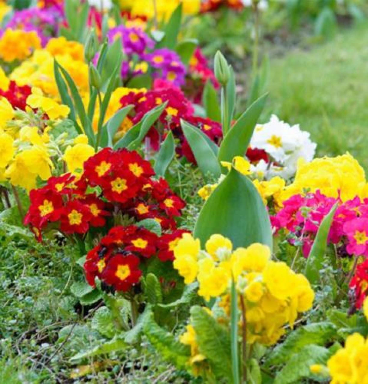 Primule, crochi e violette Ed è subito primavera xxxwwweewweewewew psdosdposddssd