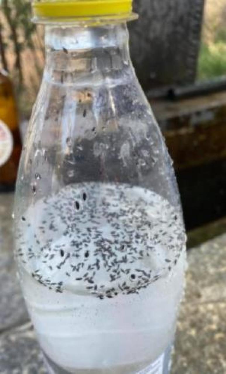 S. Cristina, insetti nell’acqua Chiusa la fontana in collina