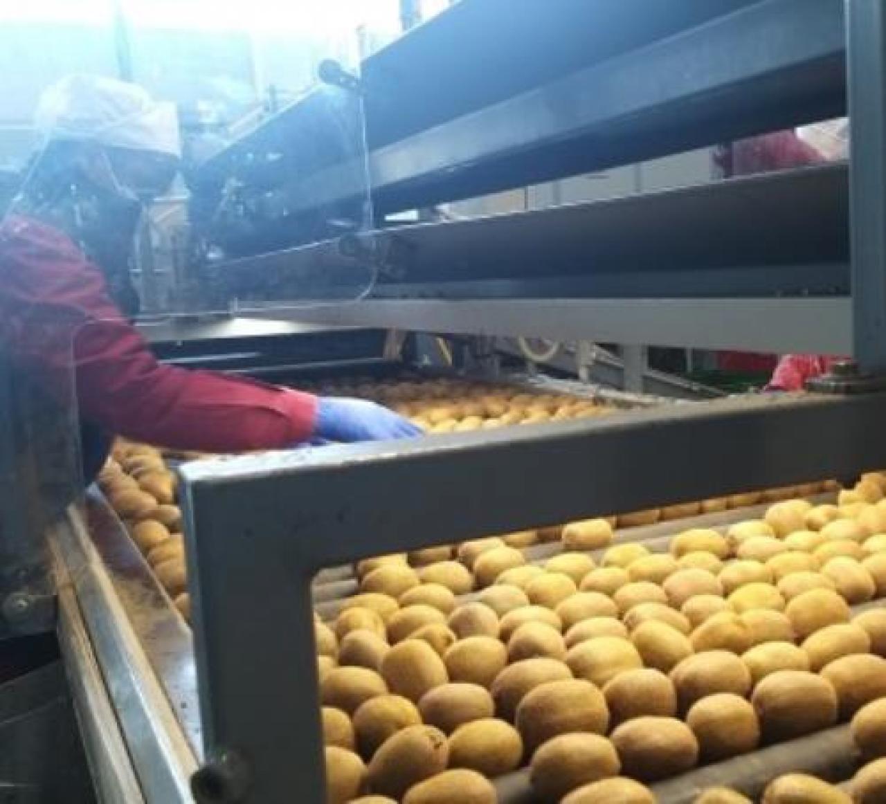 Stagionali, quasi un milione di giornate lavorative perse