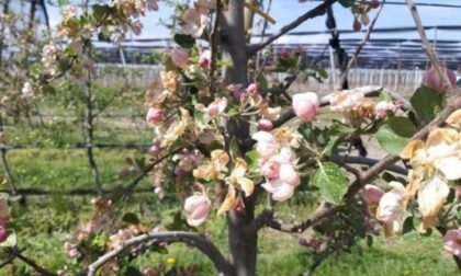 Temperature in picchiata, il gelo azzera la stagione della frutta. Danni per milioni nove ore di freddo glaciale mettono in ginocchio il comparto frutticolo