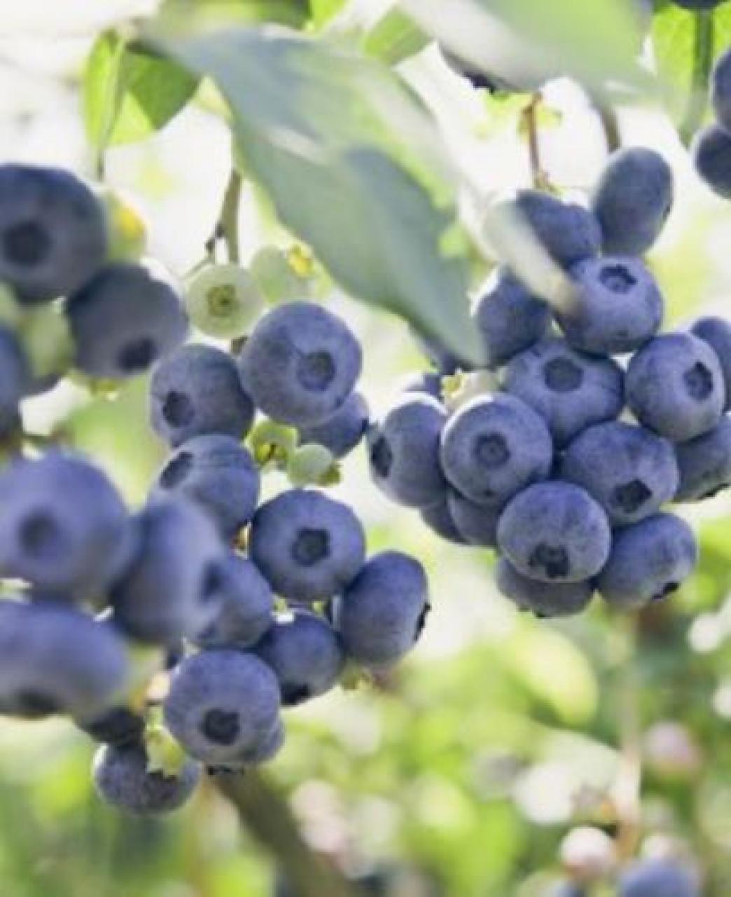 Frutticoltura Piccoli frutti avanti tutta: i berry saranno protagonisti sul mercato