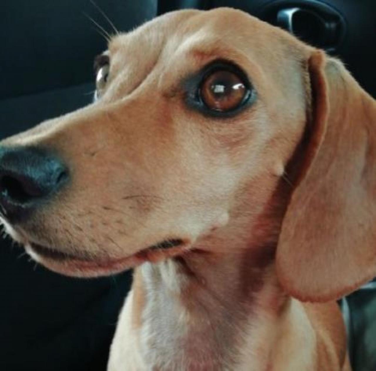 «I cani mi hanno buttata a terra Non sono riuscita a salvare Luna» aggredite in via grangia vecchia, provvidenziale l’intervento di un’automobilista