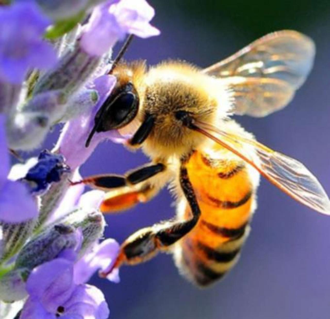 Il saluzzese con Agrion da anni è in prima fila per l’apicoltura giovedì giornata mondiale delle api voluta dall’Onu
