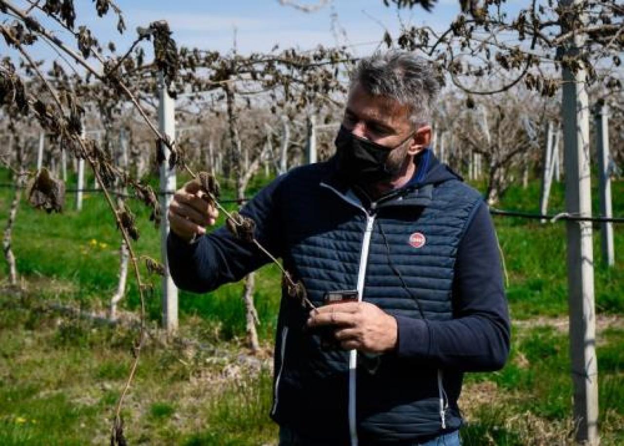Il sottosegretario all’agricoltura annuncia le azioni del governo dopo la gelata Sgravi fiscali e contributi al settore frutticolo in ginocchio Ma serve un’azione al tavolo europeo e con le assicurazioni