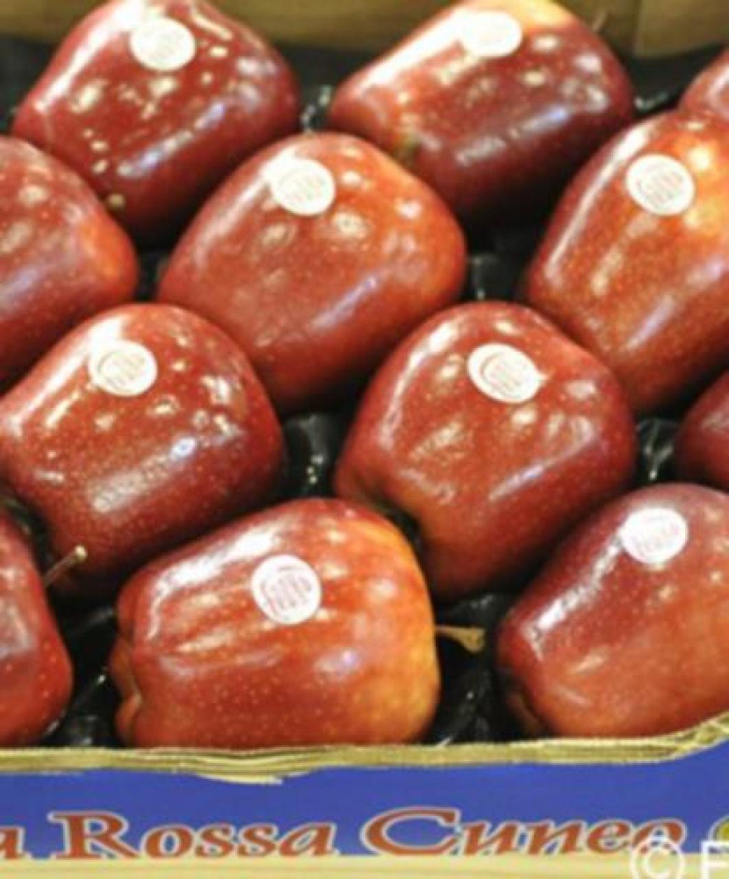 L’export di oltremare punto di forza dei nostri produttori Mela, le nuove tendenze italiane e mondiali 2021 gwejhg ljvwklajk