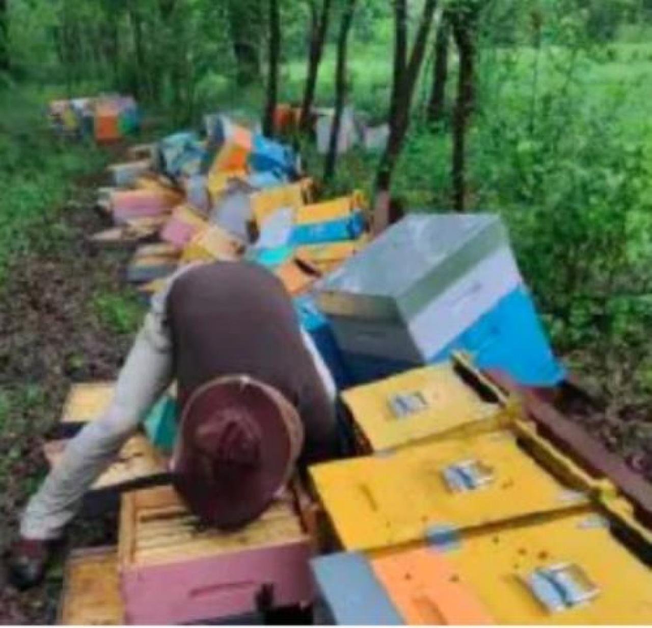 LA MAGGIORANZA RASSICURA: UN ANNO DI SACRIFICI PER disporre di UN POLO D’AVANGUARDIA Raccolti 70 mila euro per le api di Mattia