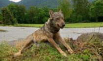 Lupo trovato morto sul ciglio della strada