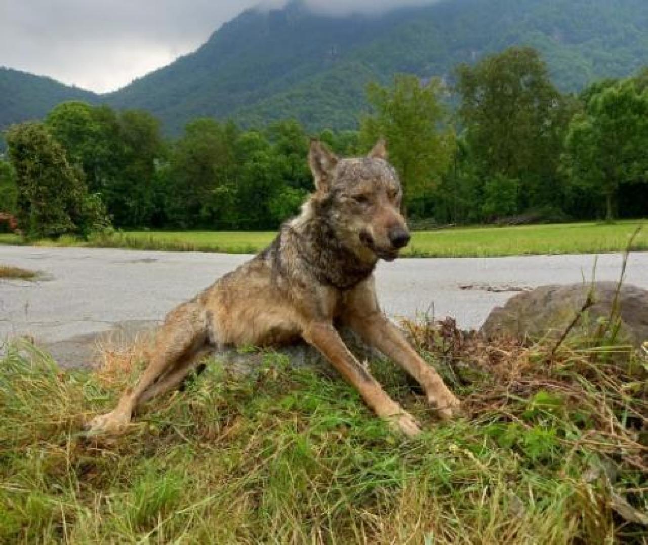 Lupo trovato morto sul ciglio della strada
