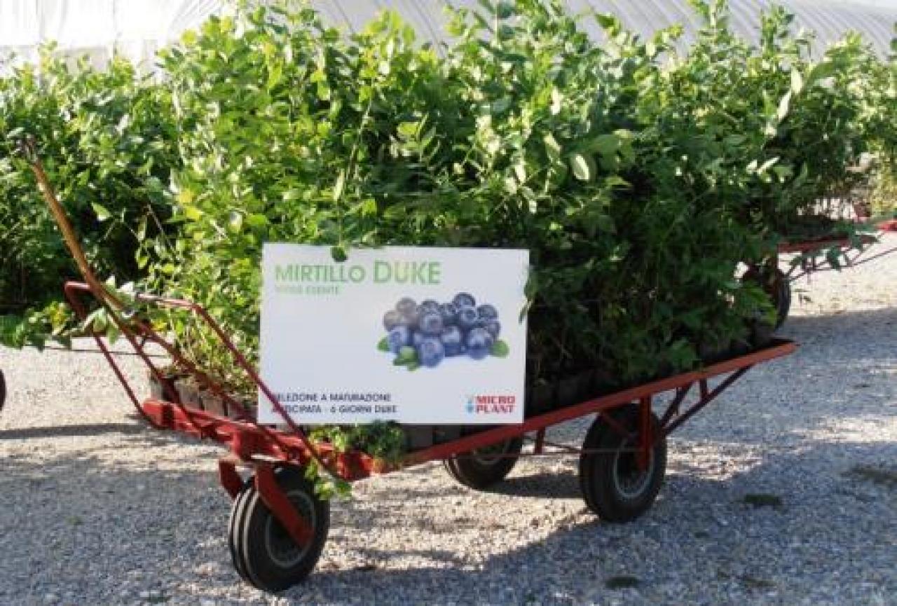 Piccoli frutti avanti tutta Mirtilli e lamponi boom Xxxxxx