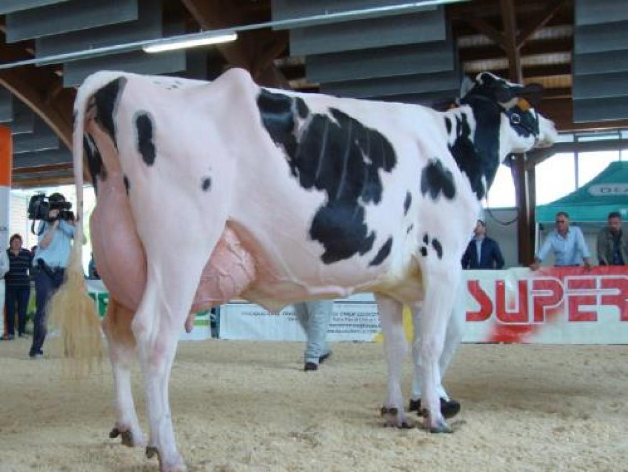 Resta salda la filiera del latte piemontese