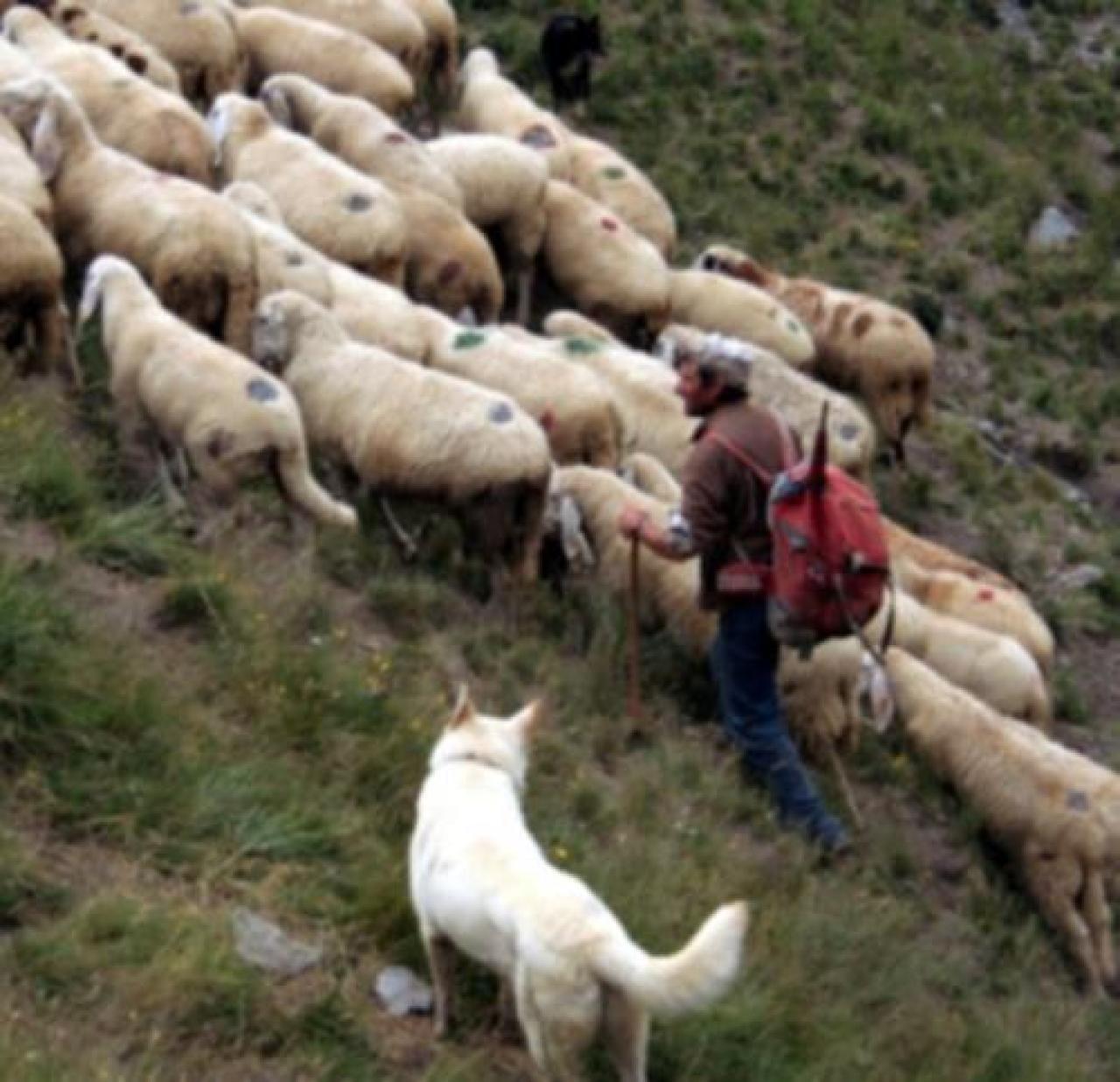 Ricordi e riflessioni di un ex maestro: perché non si fermano gli attacchi dei predatori? Bellino, storia di pastori, pecore e lupi quando in montagna non c’era paura