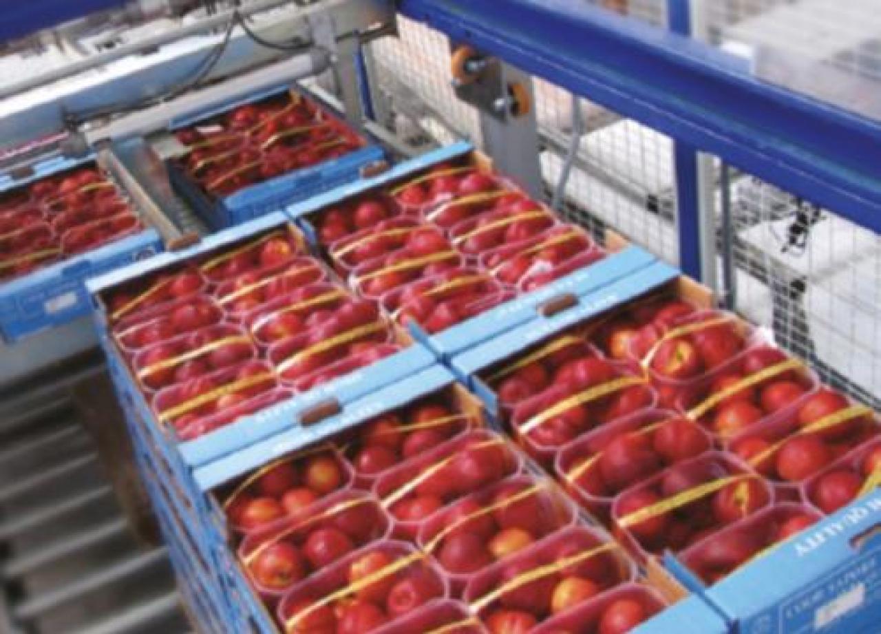 Riflettori accesi su pesche e nettarine Per il gelo perso il 70% del prodotto Zzzzz zzzzzz