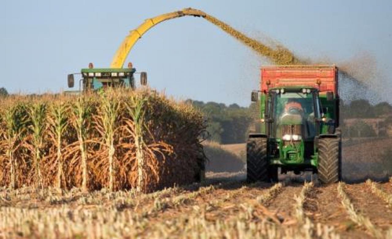 Soia e mais: prezzi su L’allarme di Coldiretti