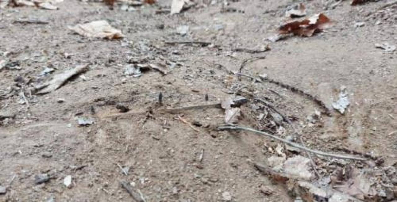 Trappole in collina, sale la paura Feci umane nel lavandino