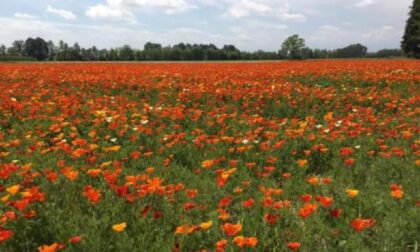 Il caso Invasione di fotoamatori, l’azienda Chialva invita a rispettare la coltura Lo spettacolo dei papaveri in fiore E tutti fanno tappa a Casalgrasso