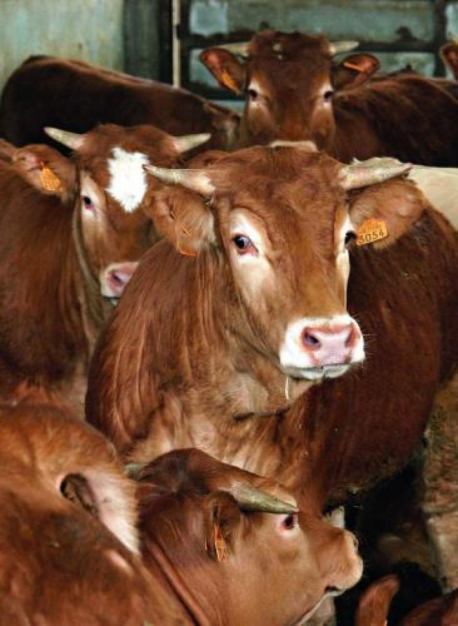 La filiera della carne si “ribella”