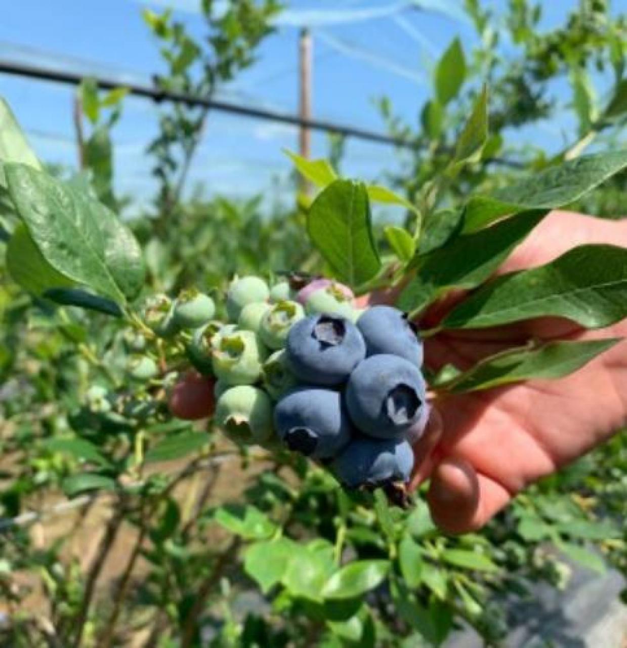 Nel saluzzese Partenza ok per i mirtilli