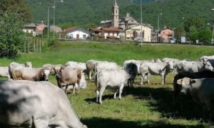 Paesana, riapre lo Sportello forestale