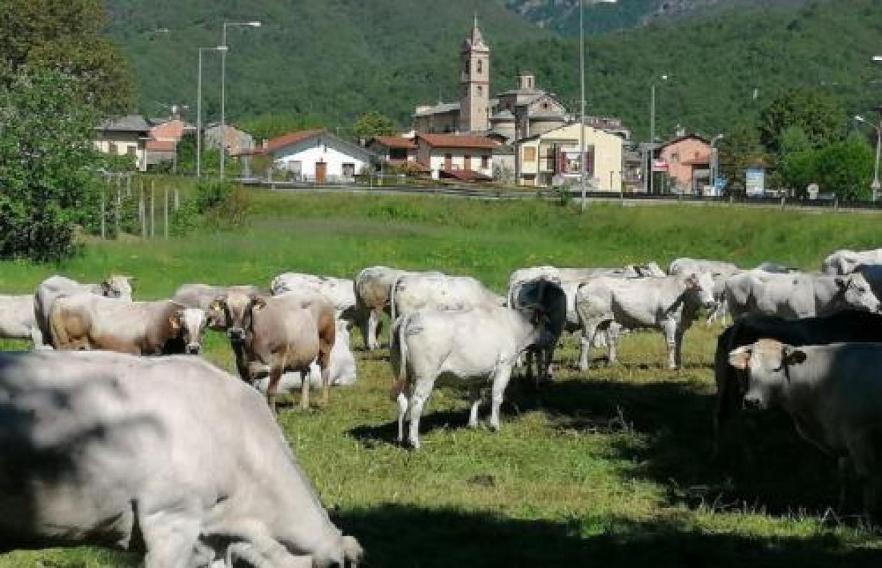 Paesana, riapre lo Sportello forestale